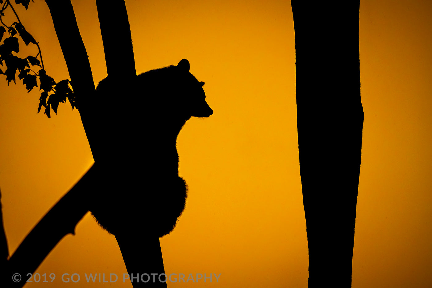 Wildlife