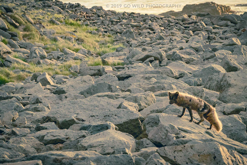 Arctic Fox - Go Wild Photography [description]  [price]