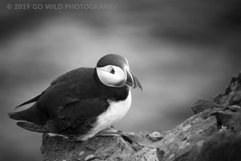 Atlantic Puffin Black and White - Go Wild Photography [description]  [price]