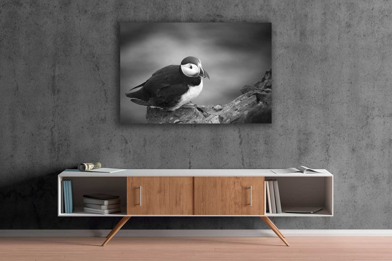 Atlantic Puffin Black and White - Go Wild Photography [description]  [price]