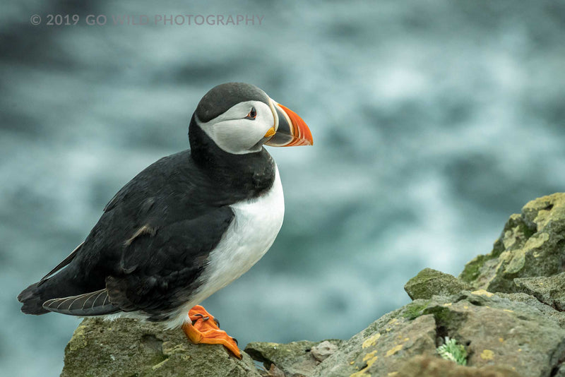 Atlantic Puffin - Go Wild Photography [description]  [price]