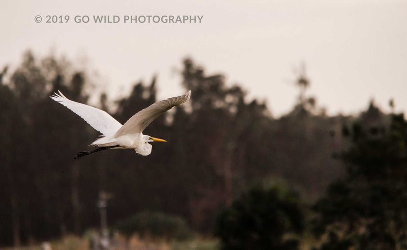 Cattle Egret - Go Wild Photography [description]  [price]