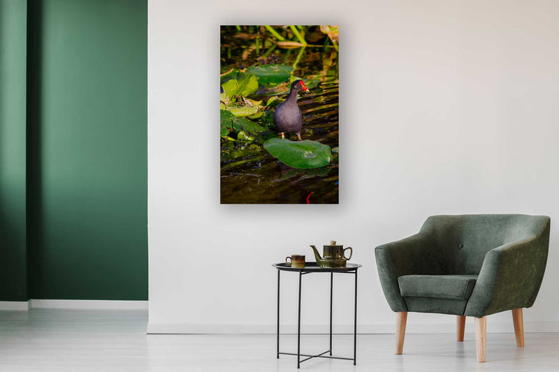 Common Moorhen - Go Wild Photography [description]  [price]