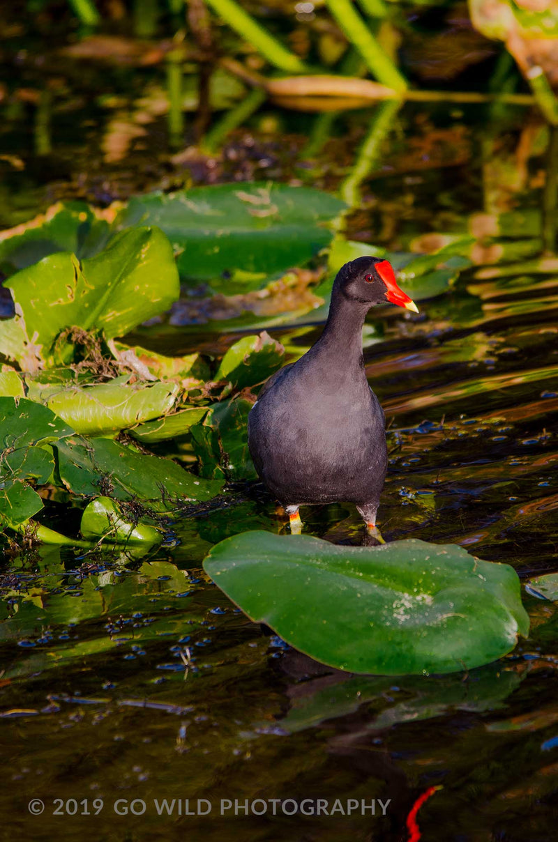 Common Moorhen - Go Wild Photography [description]  [price]