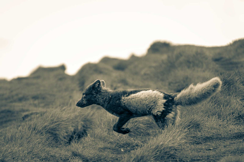 Crazy Like a Fox - Go Wild Photography [description]  [price]
