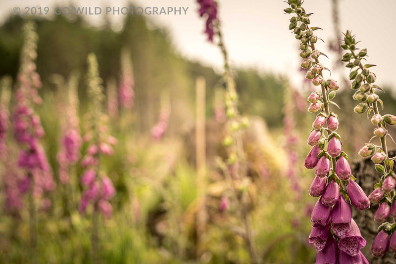 Fox Gloves - Go Wild Photography [description]  [price]