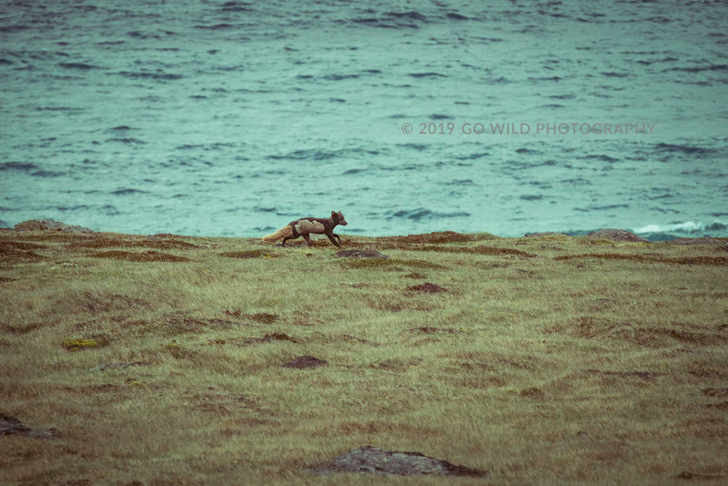 Gorged - Go Wild Photography [description]  [price]