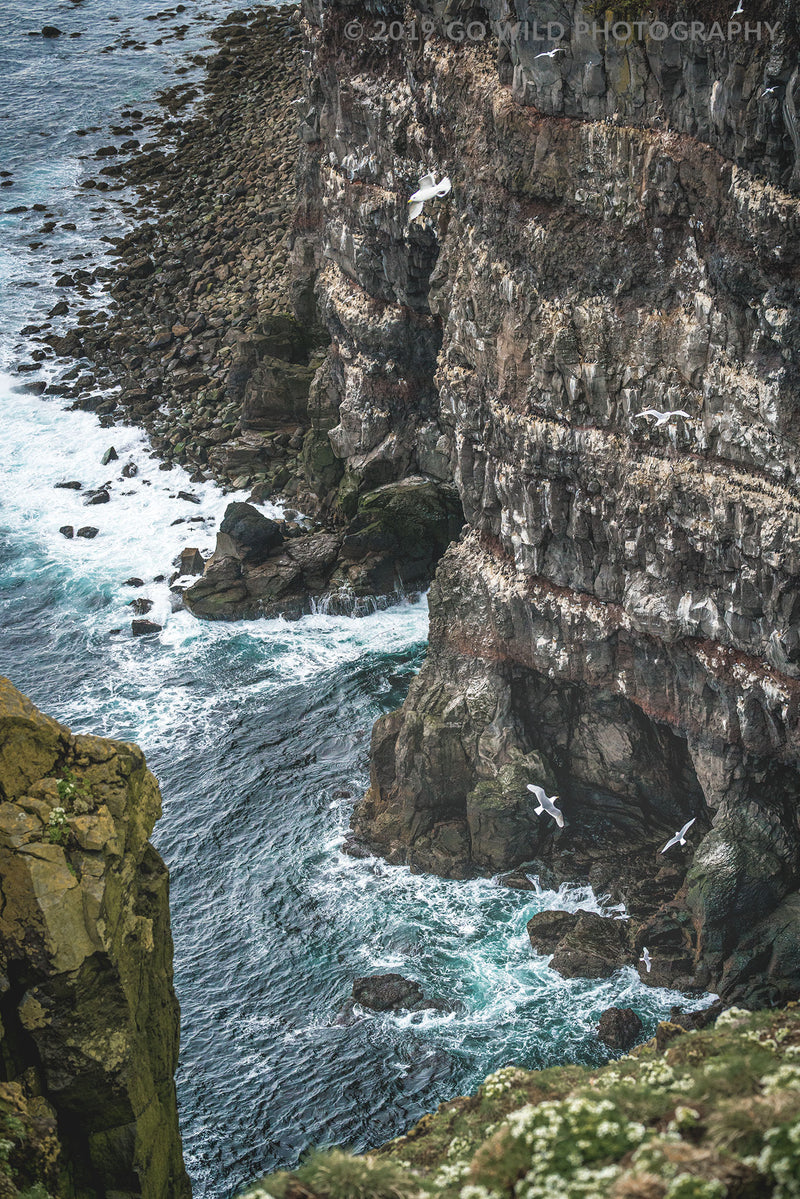 Gull Gulley - Go Wild Photography [description]  [price]