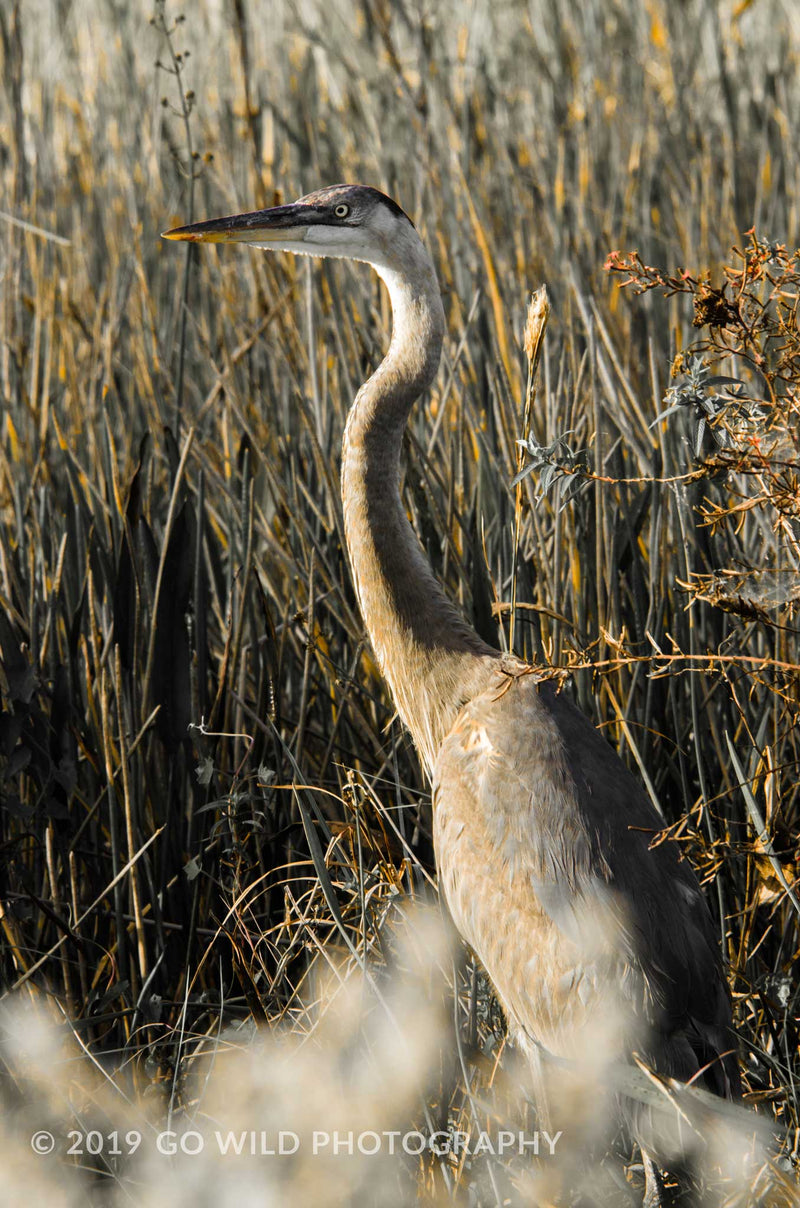 Heron - Go Wild Photography [description]  [price]