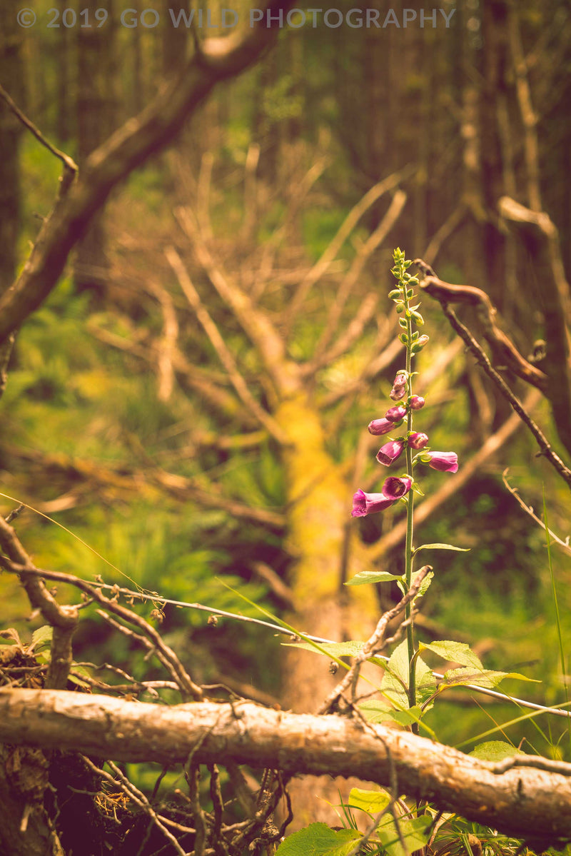Life Finds a Way - Go Wild Photography [description]  [price]