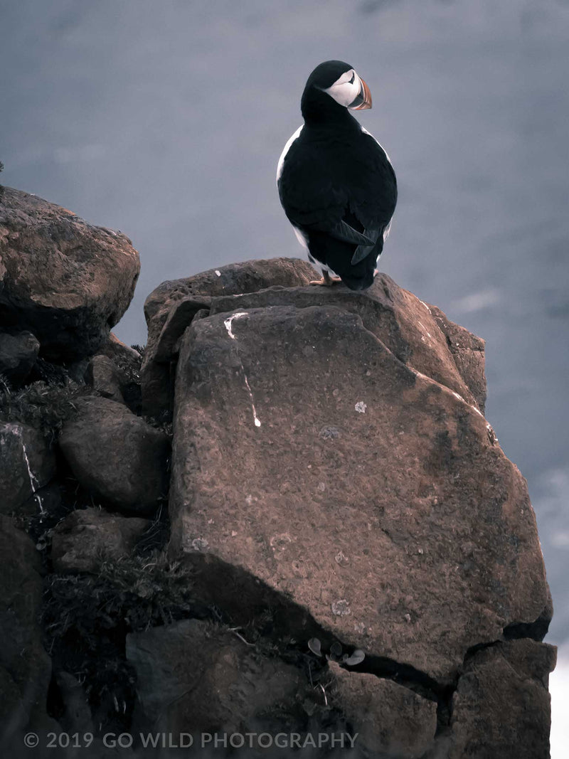 Lone Puffin - Go Wild Photography [description]  [price]