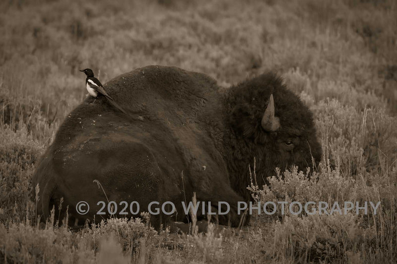 The Bison and the Magpie - Go Wild Photography [description]  [price]