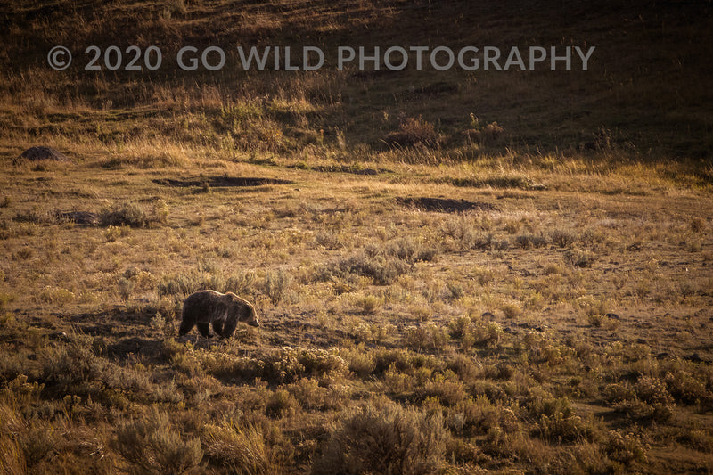Grizzly - Go Wild Photography [description]  [price]