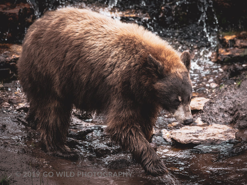 Morning Stroll - Go Wild Photography [description]  [price]