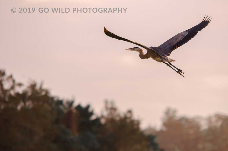 Off We Go - Go Wild Photography [description]  [price]