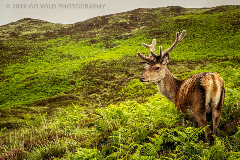 Prince of the Forest - Go Wild Photography [description]  [price]