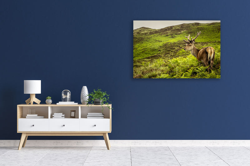 Prince of the Forest - Go Wild Photography [description]  [price]