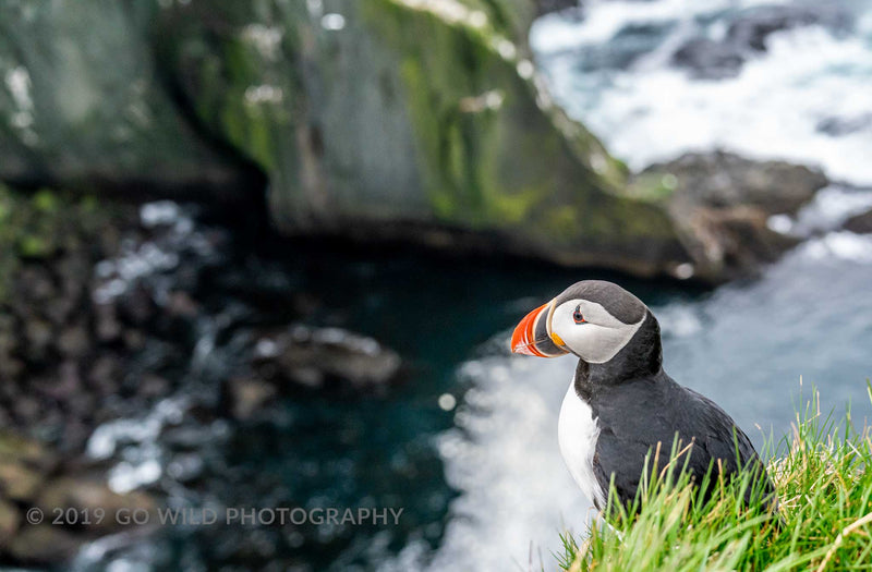 Puffin Cliffs - Go Wild Photography [description]  [price]