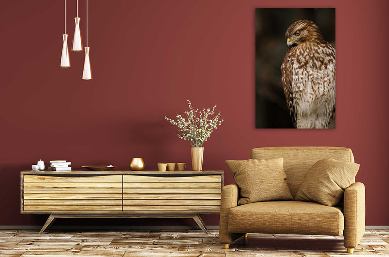 Red Shouldered Hawk - Go Wild Photography [description]  [price]