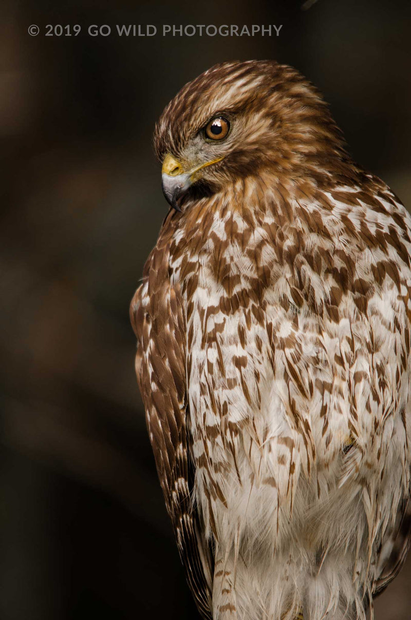 Red Shouldered Hawk - Go Wild Photography [description]  [price]