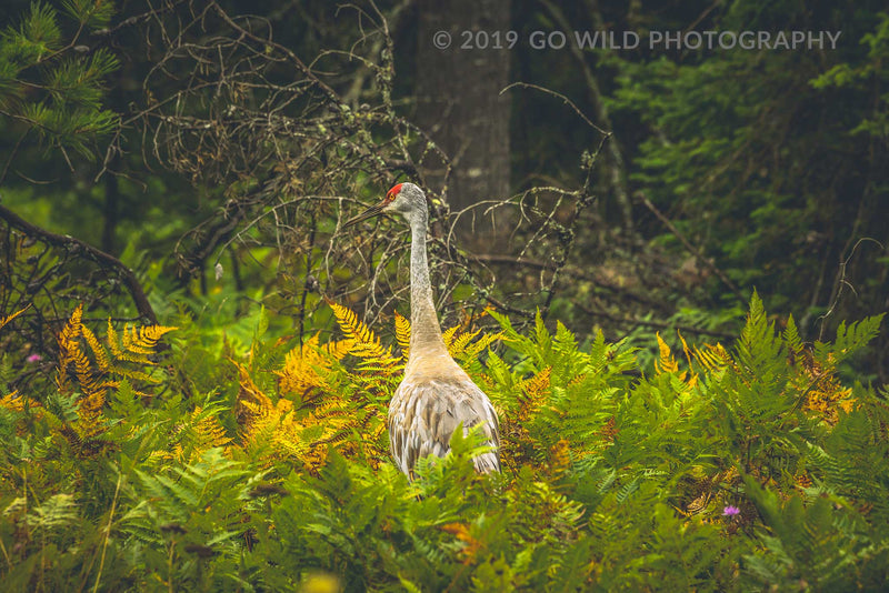 Sandhill Crane - Go Wild Photography [description]  [price]