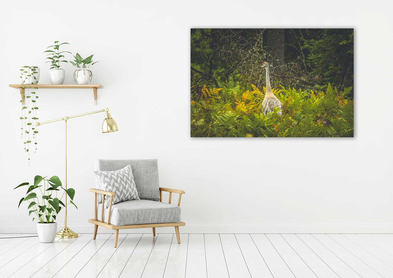 Sandhill Crane - Go Wild Photography [description]  [price]