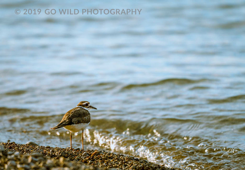 Sand Piper - Go Wild Photography [description]  [price]