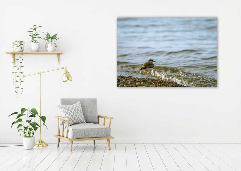 Sand Piper - Go Wild Photography [description]  [price]