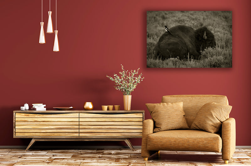 The Bison and the Magpie - Go Wild Photography [description]  [price]
