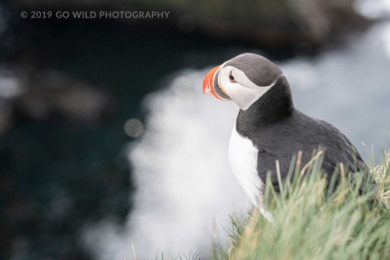 Stoic Puffin - Go Wild Photography [description]  [price]