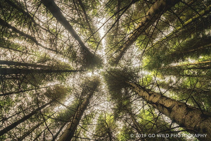 The Most Remote Woods in Scotland - Go Wild Photography [description]  [price]