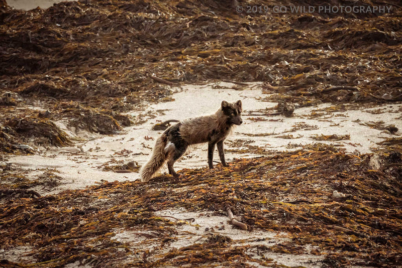 Vulpes - Go Wild Photography [description]  [price]