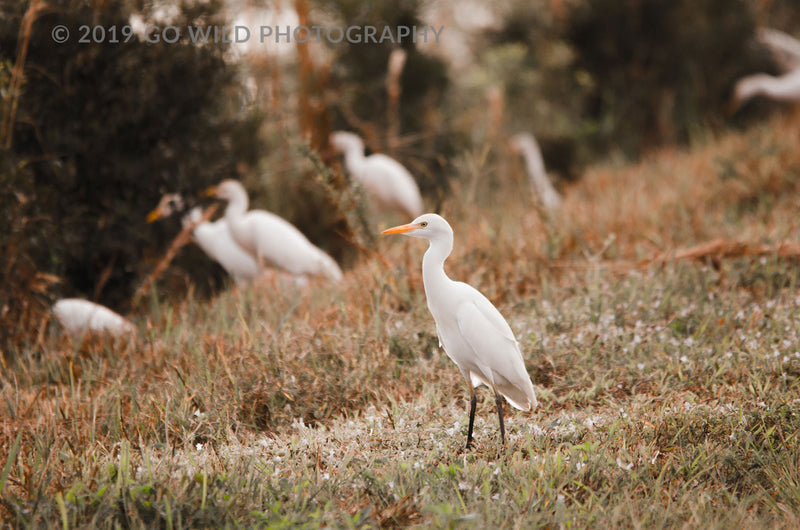 Winter Egret - Go Wild Photography [description]  [price]
