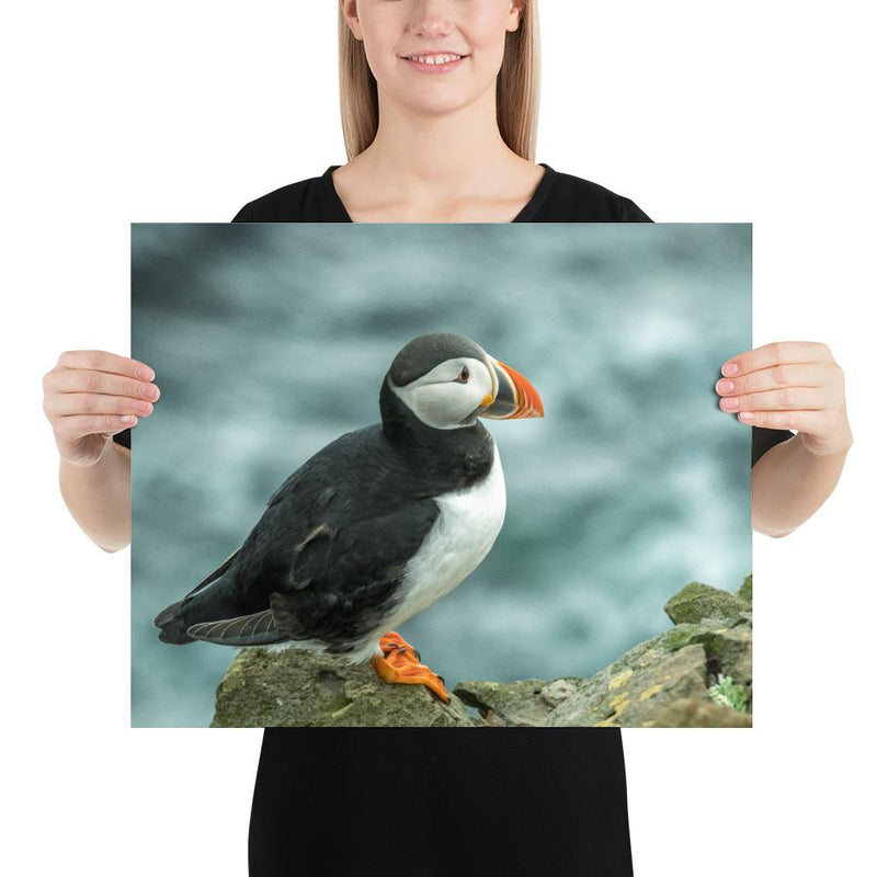 Atlantic Puffin - Go Wild Photography [description]  [price]