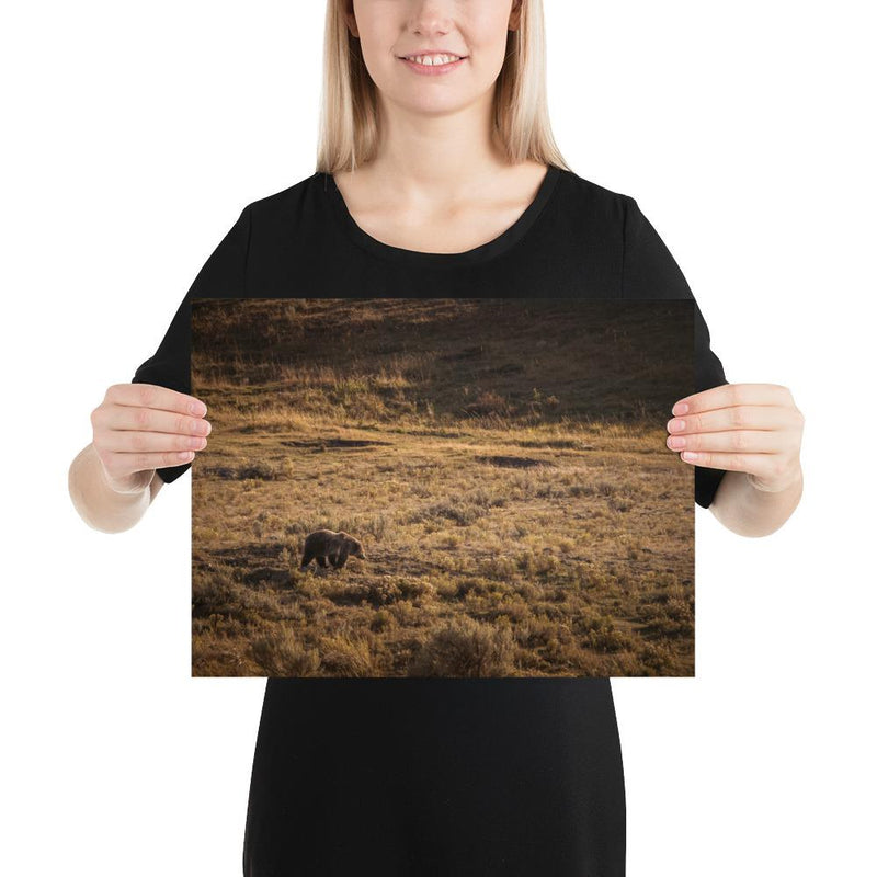 Grizzly - Go Wild Photography [description]  [price]