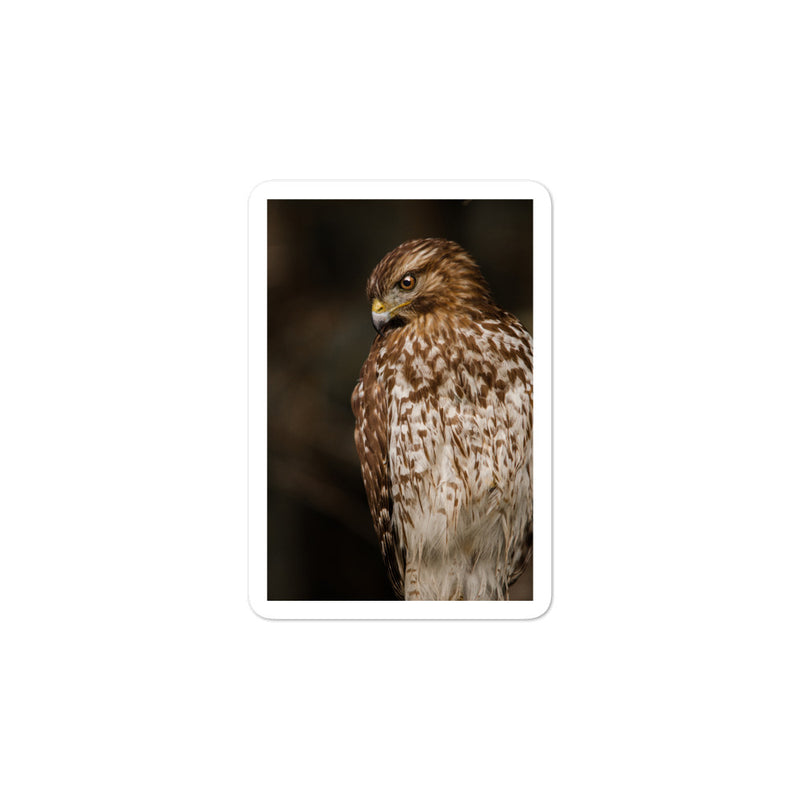 Red Shouldered Hawk Bubble-free stickers - Go Wild Photography [description]  [price]
