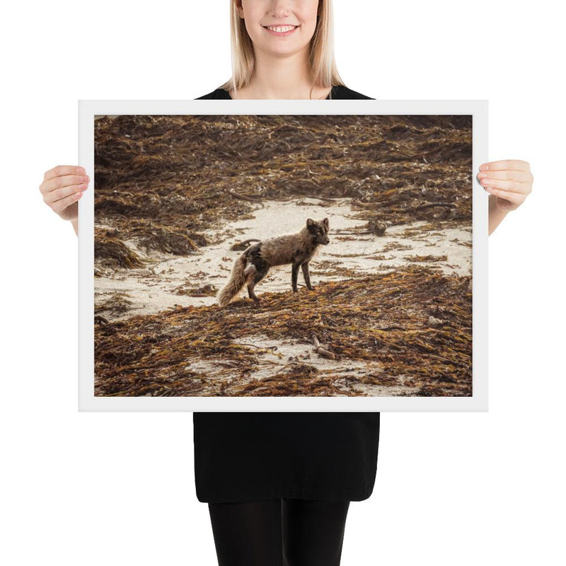 Vulpes - Go Wild Photography [description]  [price]