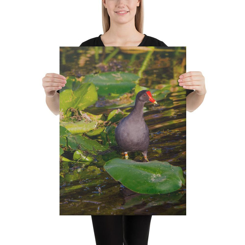 Common Moorhen - Go Wild Photography [description]  [price]
