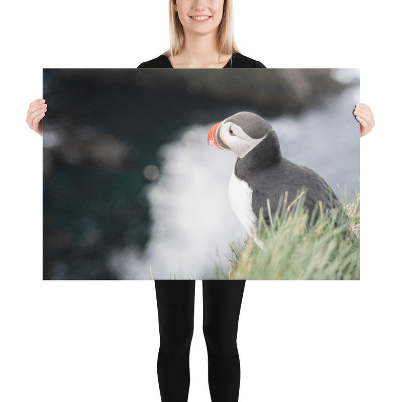 Stoic Puffin - Go Wild Photography [description]  [price]