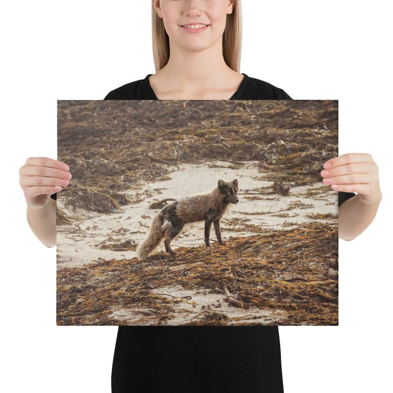 Vulpes - Go Wild Photography [description]  [price]