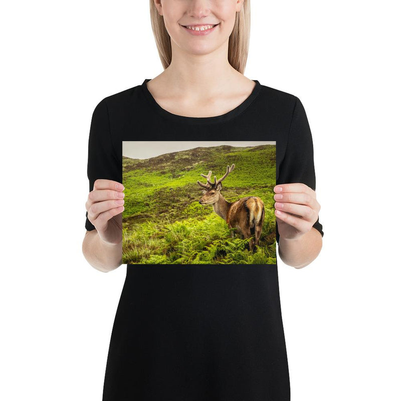 Prince of the Forest - Go Wild Photography [description]  [price]