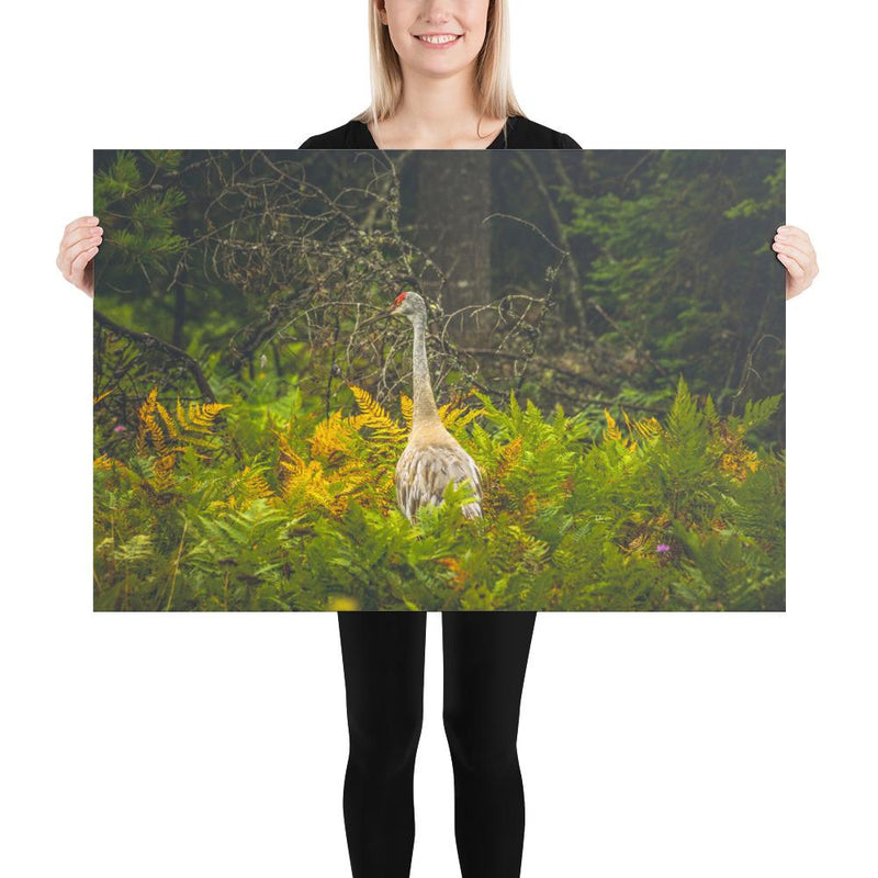 Sandhill Crane - Go Wild Photography [description]  [price]