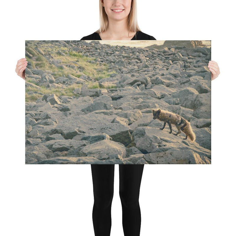 Arctic Fox - Go Wild Photography [description]  [price]
