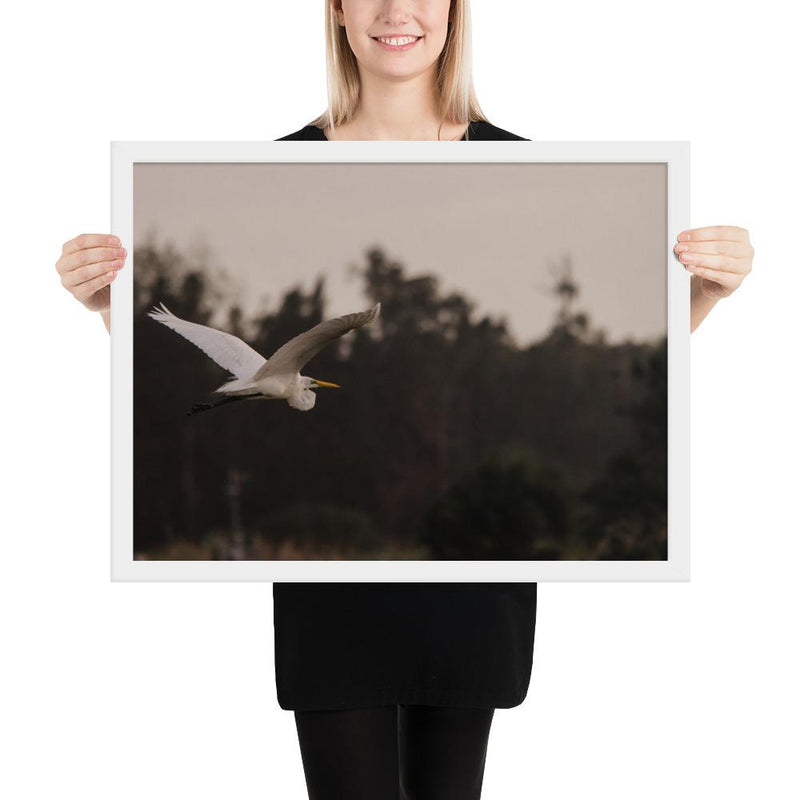 Cattle Egret - Go Wild Photography [description]  [price]