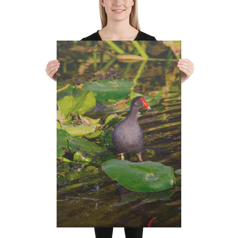 Common Moorhen - Go Wild Photography [description]  [price]