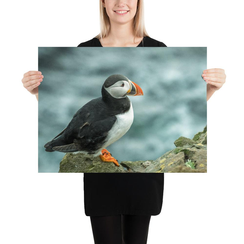Atlantic Puffin - Go Wild Photography [description]  [price]
