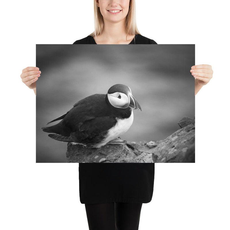 Atlantic Puffin Black and White - Go Wild Photography [description]  [price]