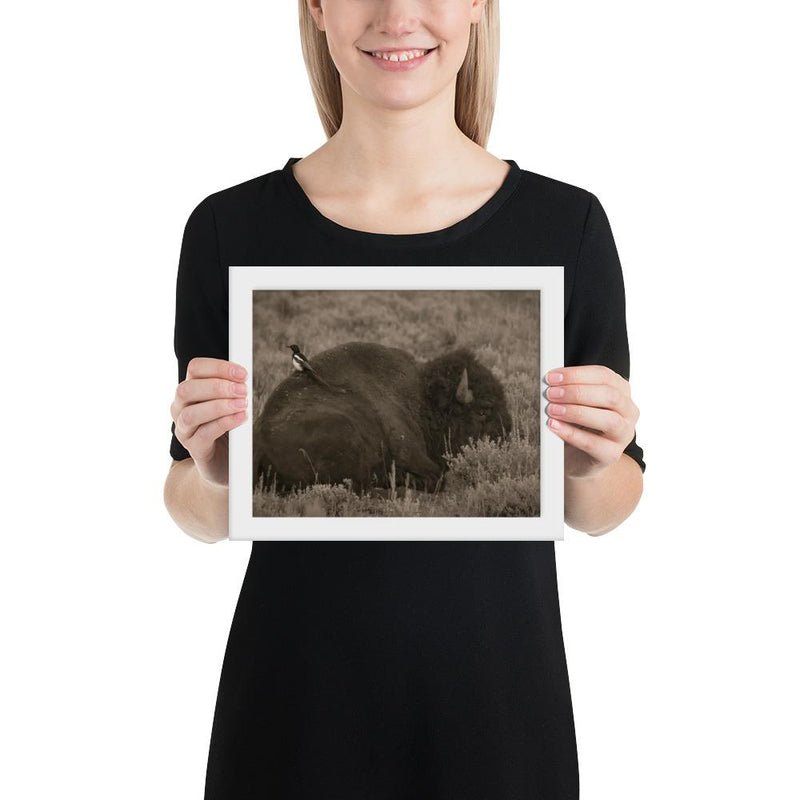 The Bison and the Magpie - Go Wild Photography [description]  [price]