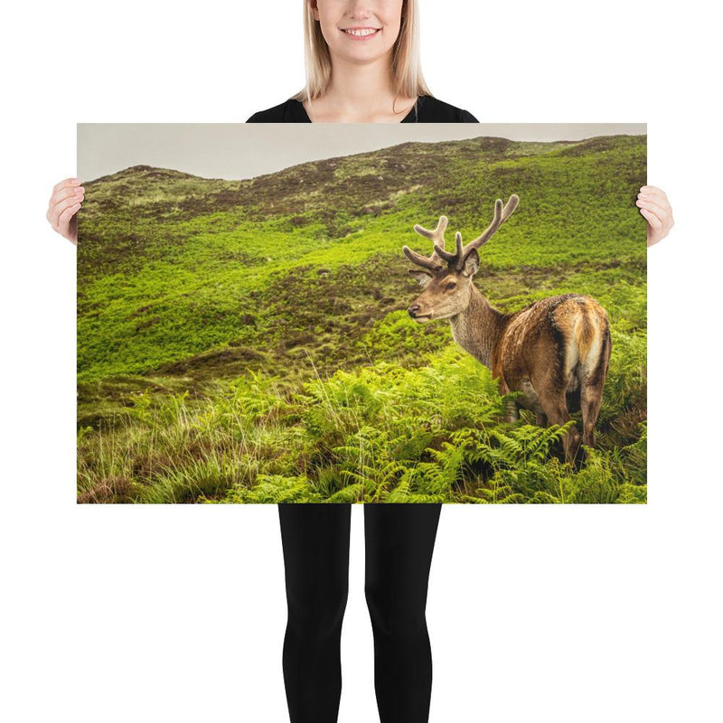 Prince of the Forest - Go Wild Photography [description]  [price]