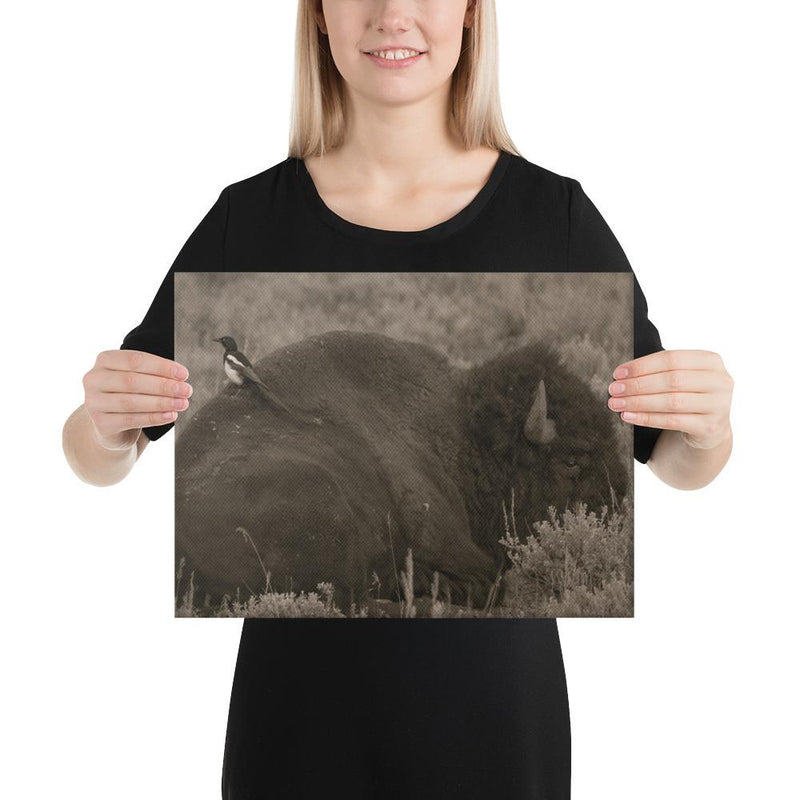 The Bison and the Magpie - Go Wild Photography [description]  [price]